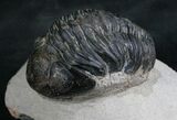 Bargain Phacops Trilobite From Morocco - #7952-1